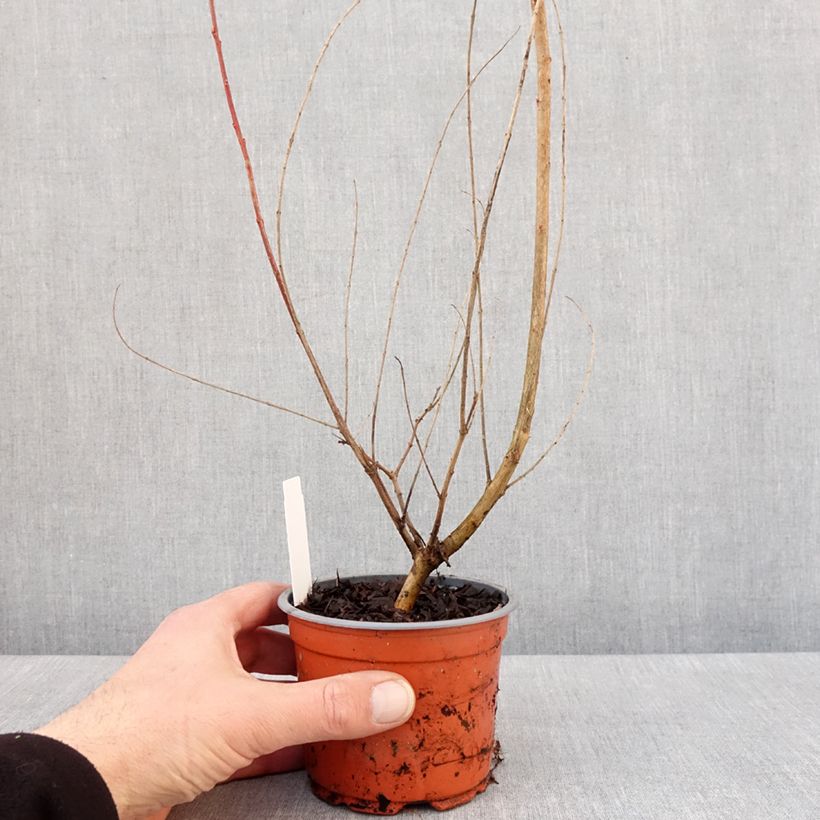 Exemplar von Saule crevette - Salix integra Hakuro Nishiki Pot de 10 cm/11cm wie im Winter geliefert