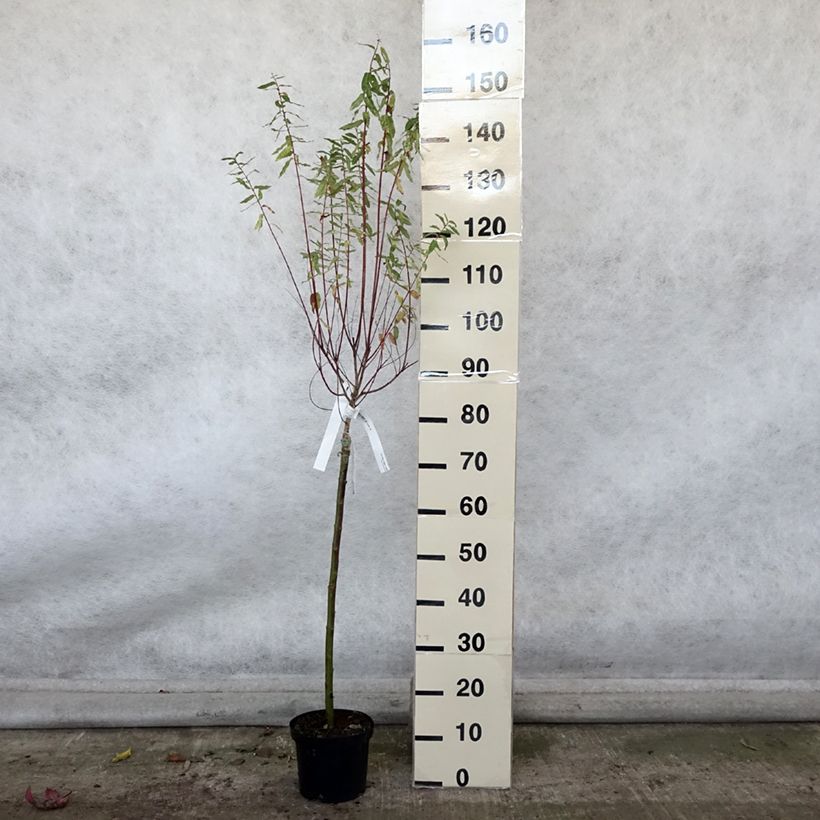 Exemplar von Harlekinweide Hakuro Nishiki - Salix integra Topf mit 2L/3L, Stamm wie im Herbst geliefert
