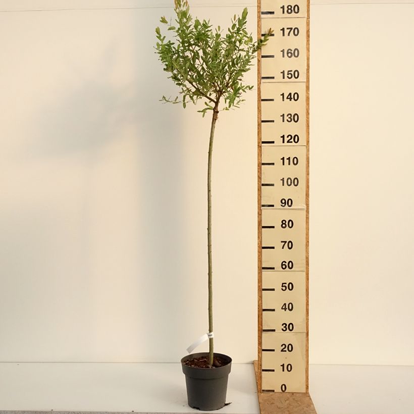 Exemplar von Harlekinweide Hakuro Nishiki - Salix integra Topf mit 4L/5L, Stamm wie im Sommer geliefert