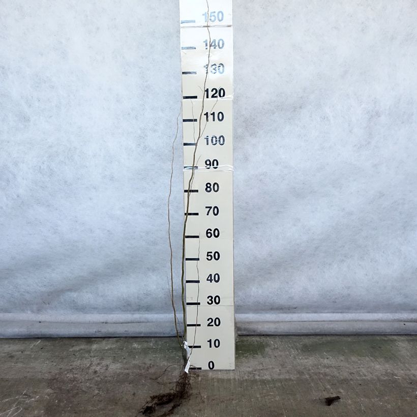 Exemplar von Korkenzieher-Weide Tortuosa - Salix matsudana Wurzelnackt wie im Winter geliefert