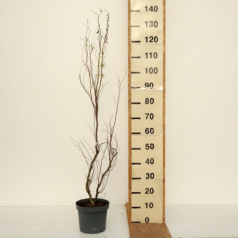 Exemplar von Korkenzieher-Weide Tortuosa - Salix matsudana Topf mit 2L/3L wie im Herbst geliefert