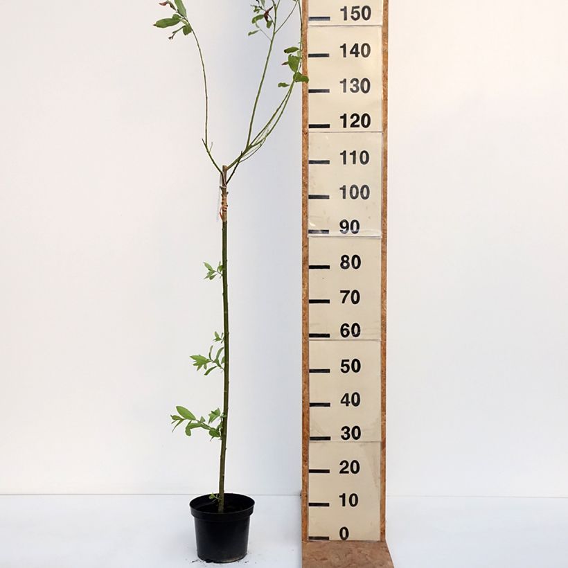Exemplar von Rosa Kätzchenweide Melanostachys - Salix gracilistyla  Topf mit 3L/4L, Stamm wie im Herbst geliefert