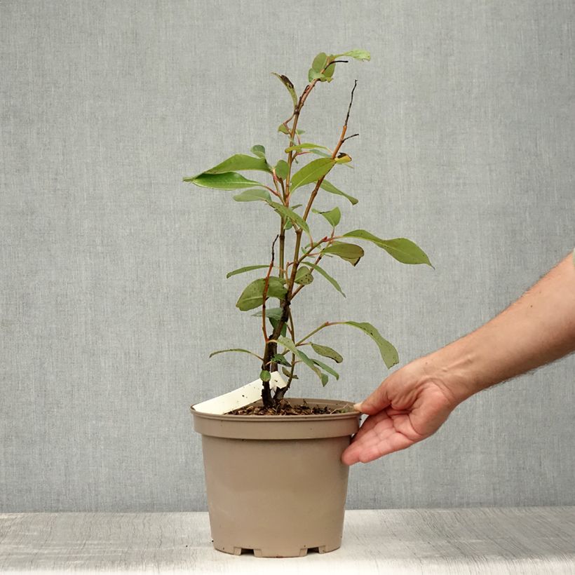 Exemplar von Pracht-Weide - Salix magnifica Topf mit 4L/5L wie im Sommer geliefert