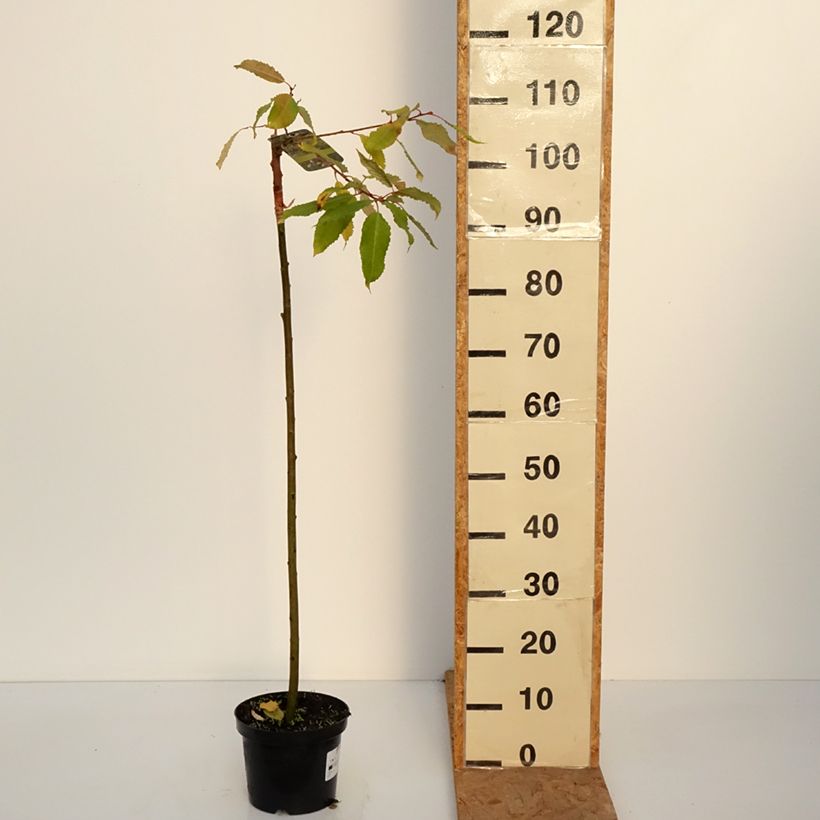 Exemplar von Sal-Weide Ogon - Salix caprea Topf mit 3L/4L, Stamm wie im Herbst geliefert