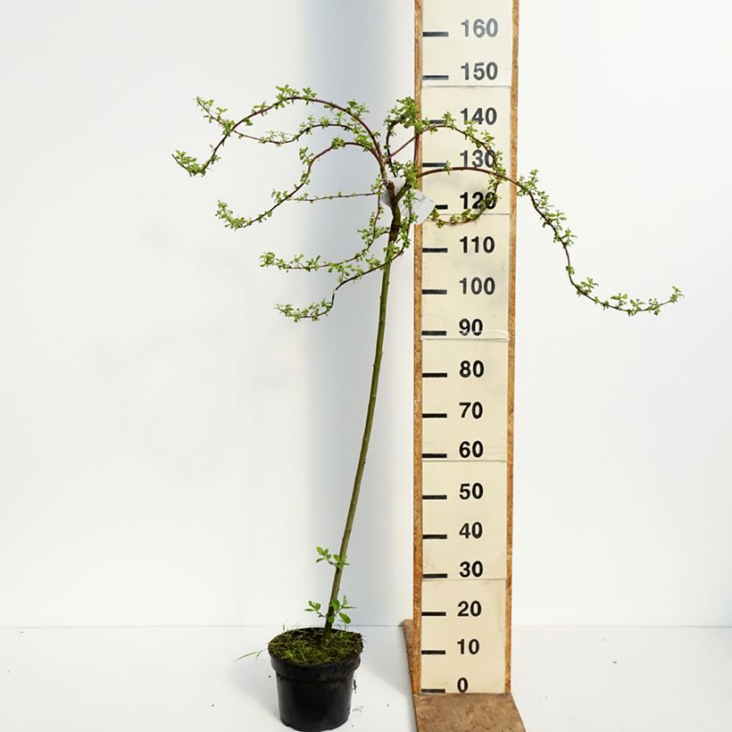 Exemplar von Sal-Weide Curly Locks - Salix caprea Topf mit 4L/5L, Stamm wie im Frühjahr geliefert