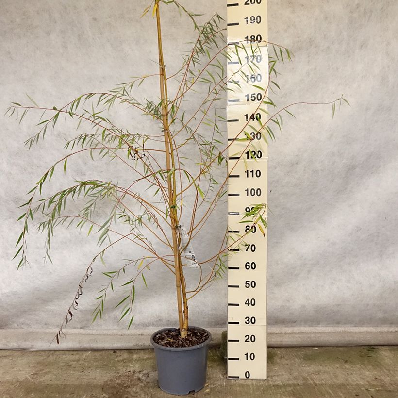 Exemplar von Silber-Weide Tristis - Salix alba Topf mit 12L/15L, Stämmchen wie im Herbst geliefert