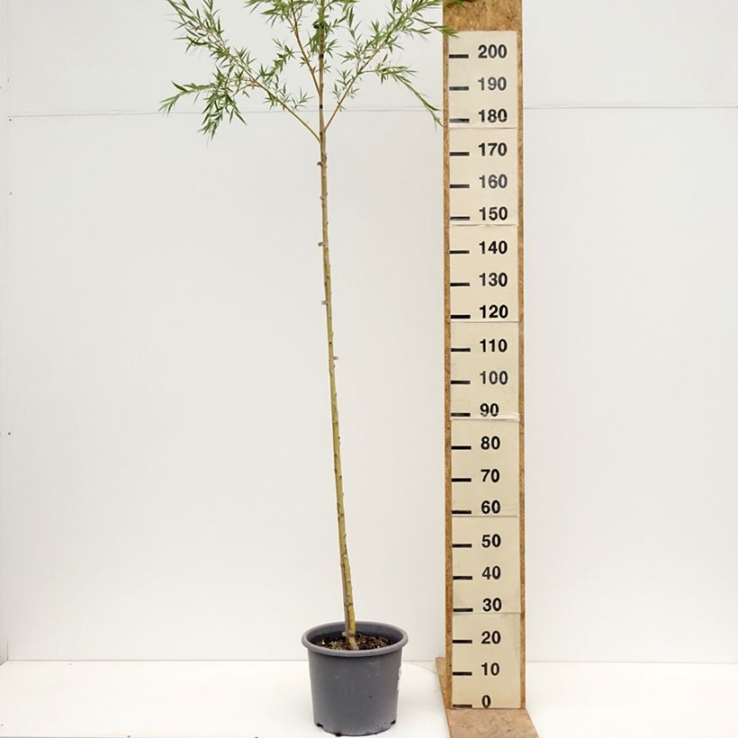 Exemplar von Silber-Weide Tristis - Salix alba Topf mit 12L/15L, Stämmchen wie im Frühjahr geliefert