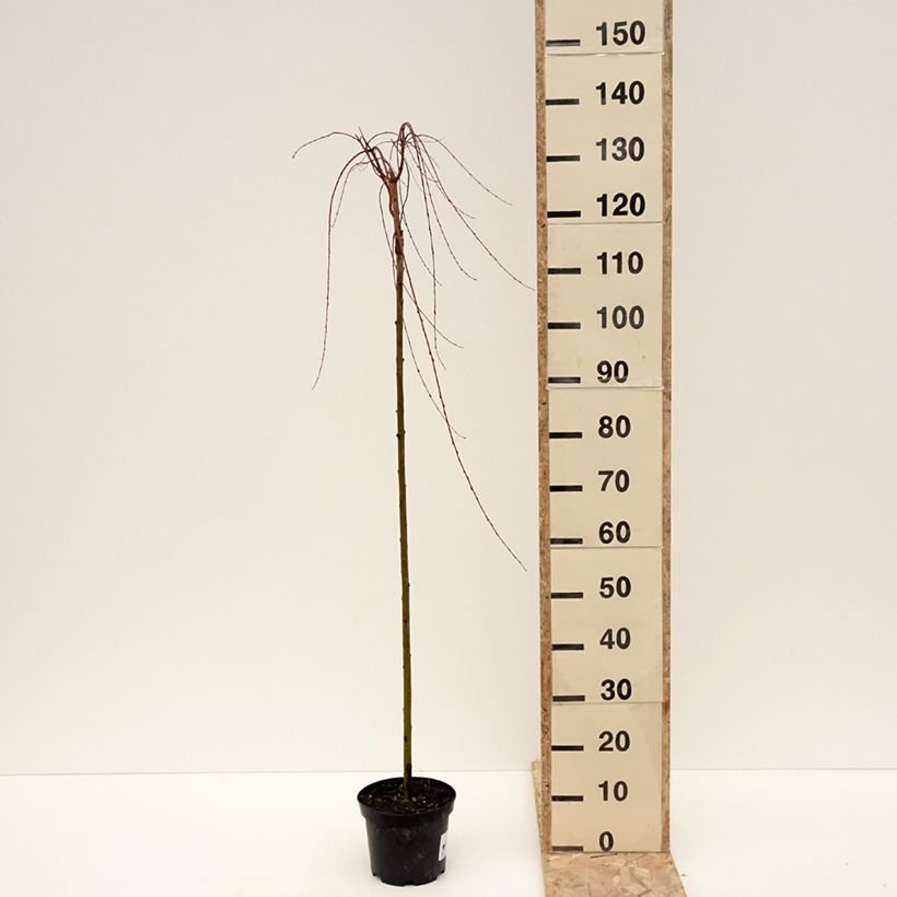 Exemplar von Harlekinweide Pendula -  Salix integra Topf mit 3L/4L, Stamm wie im Winter geliefert