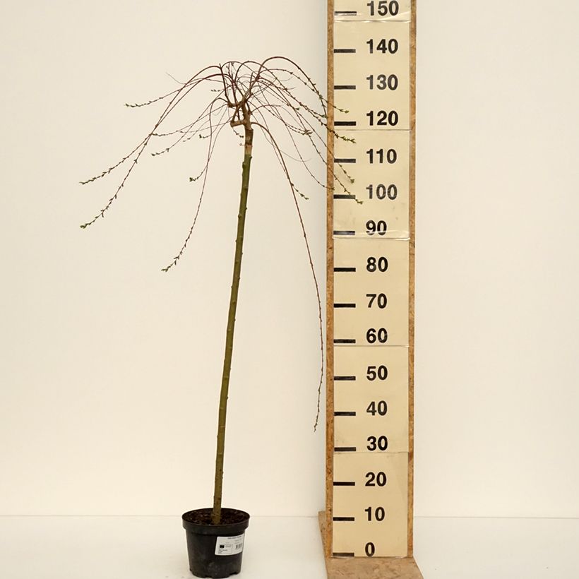 Exemplar von Harlekinweide Pendula -  Salix integra Topf mit 3L/4L, Stamm wie im Frühjahr geliefert
