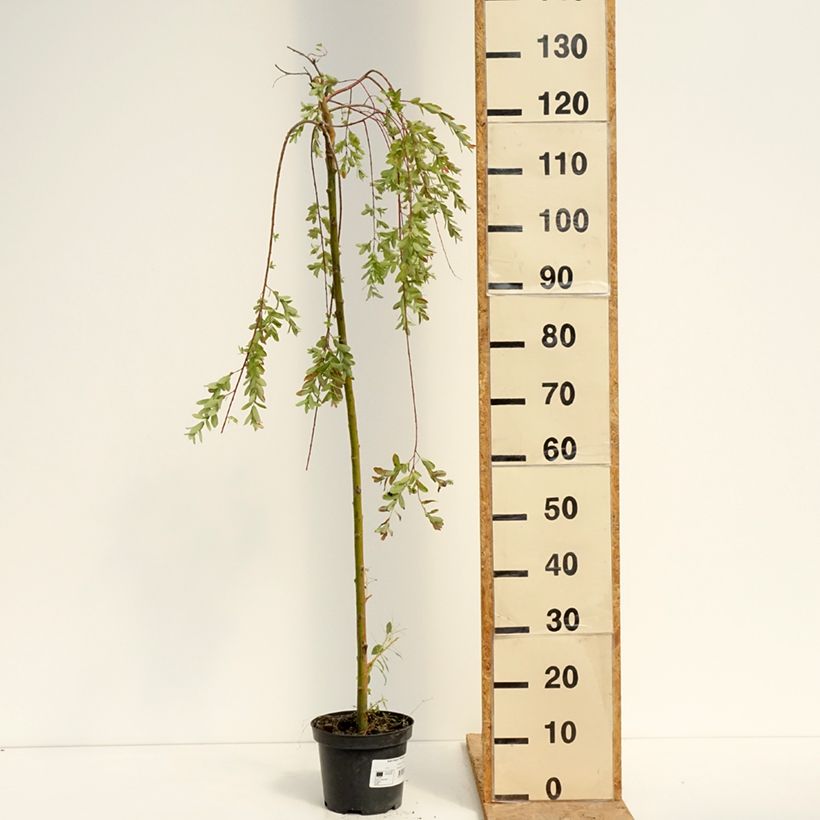 Exemplar von Harlekinweide Pendula -  Salix integra Topf mit 3L/4L, Stamm wie im Sommer geliefert