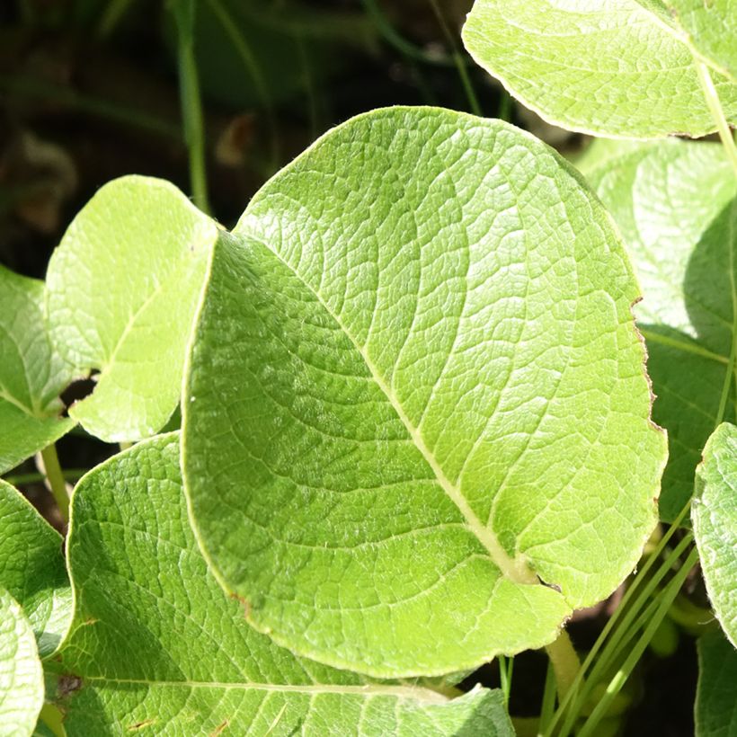 Kurilen-Weide - Salix kurilensis (Foliage)