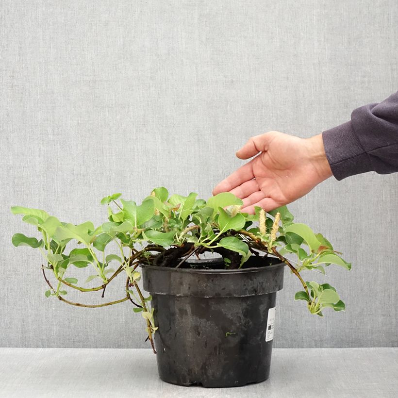 Example of Kurilen-Weide - Salix kurilensis Topf mit 4L/5L as you get in printemps