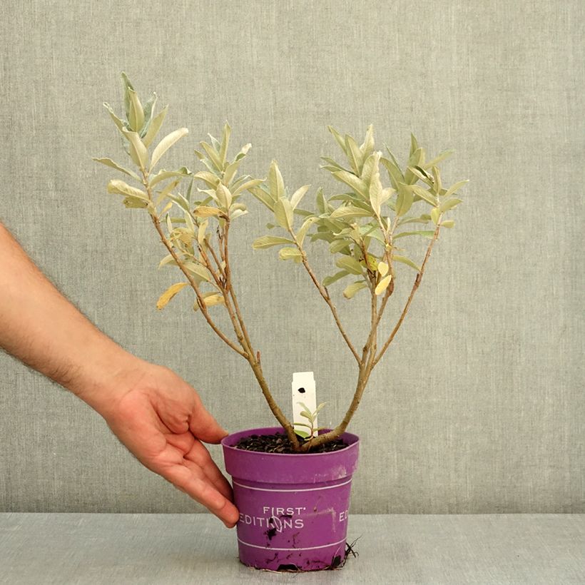 Exemplar von Salix candida Iceberg Alley - Salbei-Weide Topf mit 1,5L/2L wie im Sommer geliefert