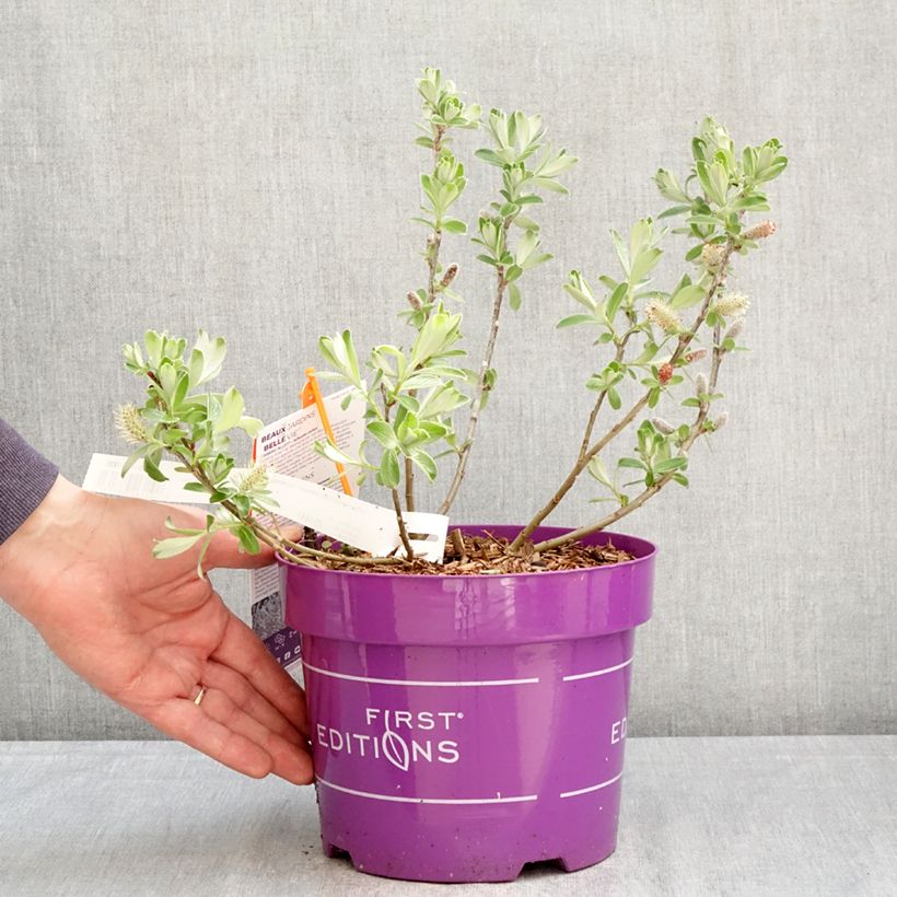 Exemplar von Salix candida Iceberg Alley - Salbei-Weide Topf mit 3L/4L wie im Frühjahr geliefert