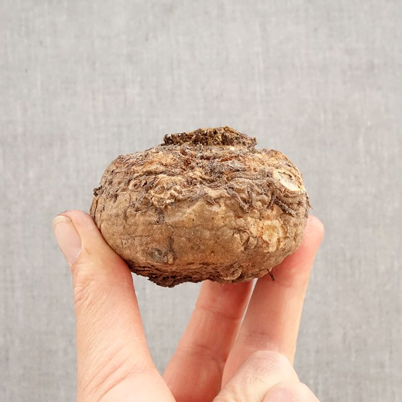 Exemplar von Sauromatum venosum - Eidechsenwurz Zwiebel Kaliber/Größe 20+ wie im Frühjahr geliefert