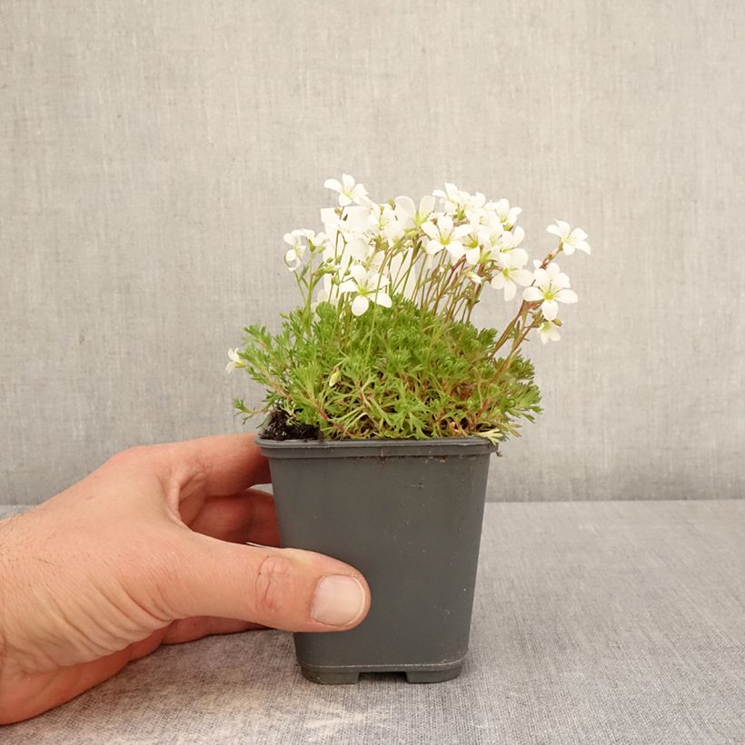 Exemplar von Saxifraga arendsii Adebar - Garten-Moos-Steinbrech Kleine Töpfe von 8/9 cm wie im Frühjahr geliefert