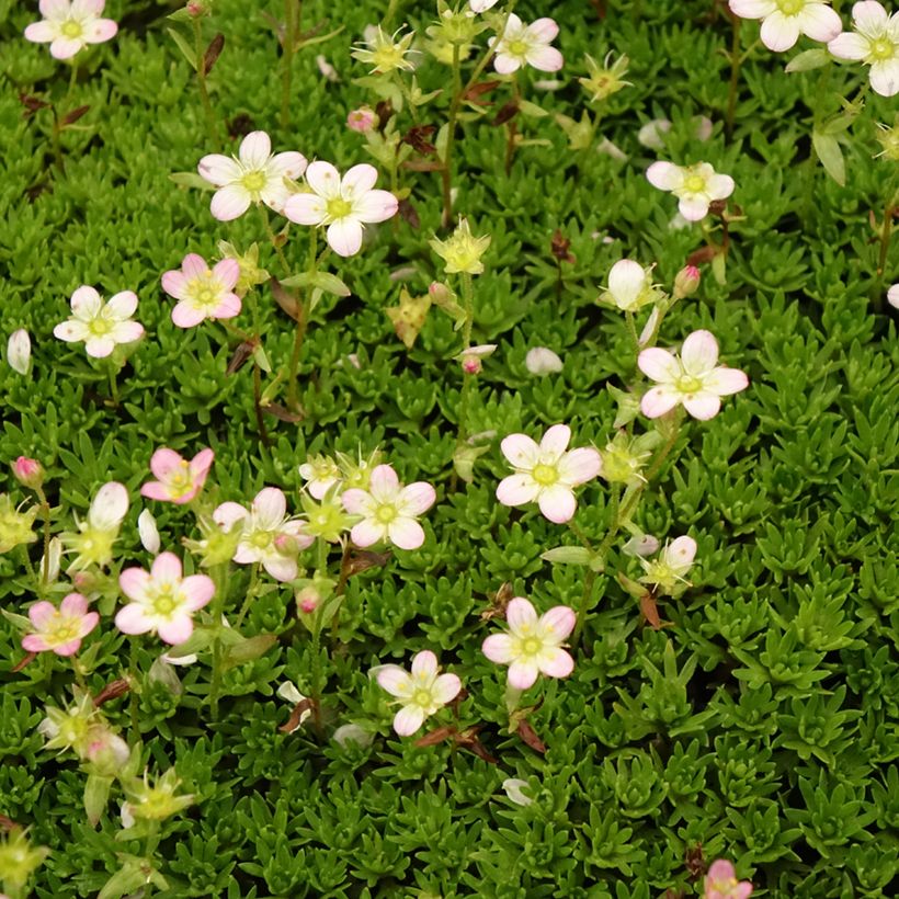 Saxifraga arendsii Compactum - Garten-Moos-Steinbrech (Flowering)
