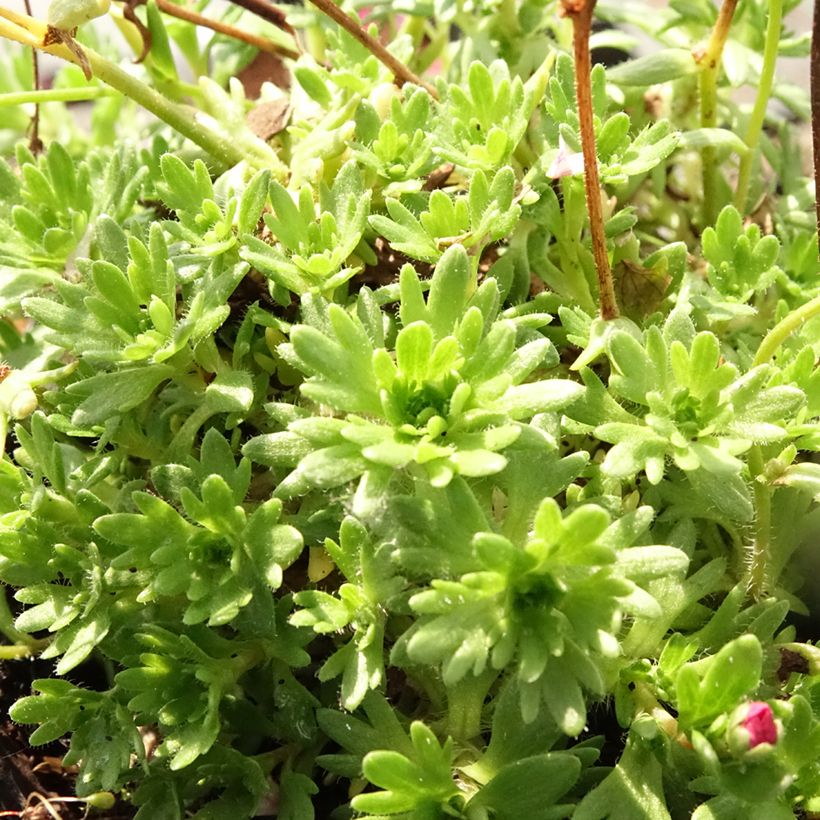 Saxifraga arendsii Purpurteppich - Garten-Moos-Steinbrech (Foliage)
