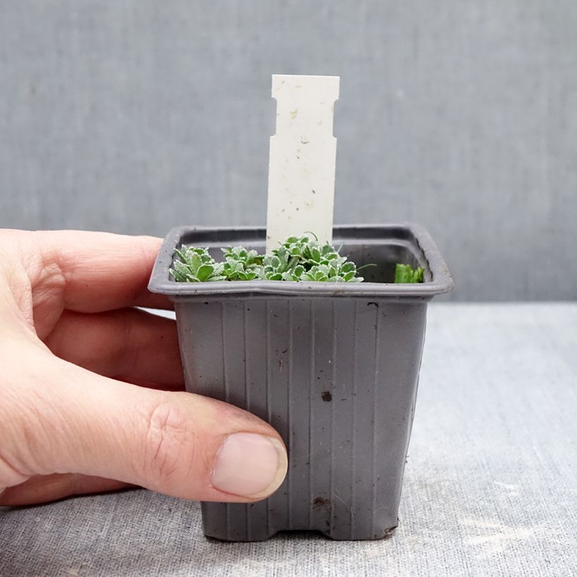 Example of Saxifraga paniculata var.minutifolia - Saxifrage Kleine Töpfe von 8/9 cm as you get in hiver