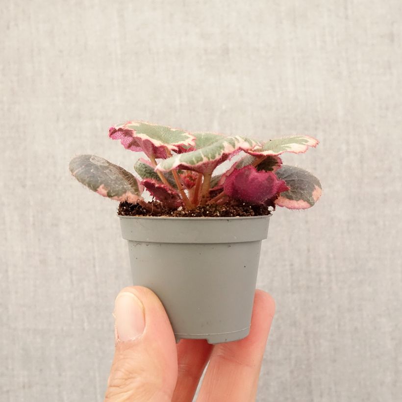 Exemplar von Judenbart - Saxifraga stolonifera Variegata Mini-Pflanze wie im Frühjahr geliefert