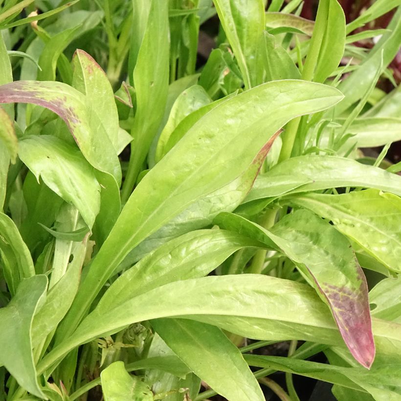 Große Skabiose Fama - Scabiosa caucasica (Foliage)