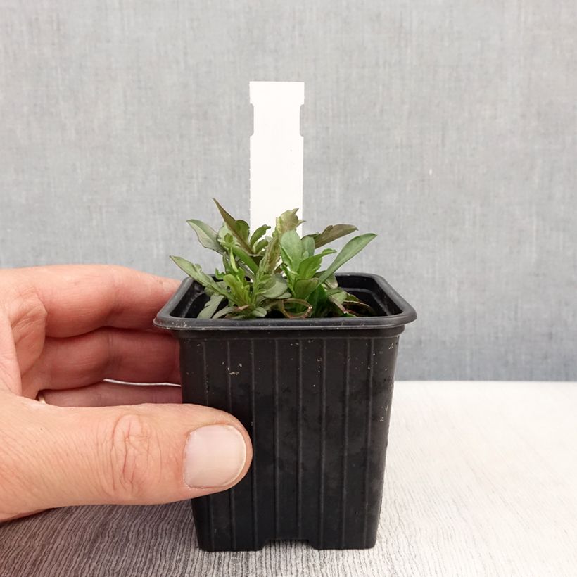 Example of Graue Skabiose - Scabiosa canescens Kleine Töpfe von 8/9 cm as you get in printemps