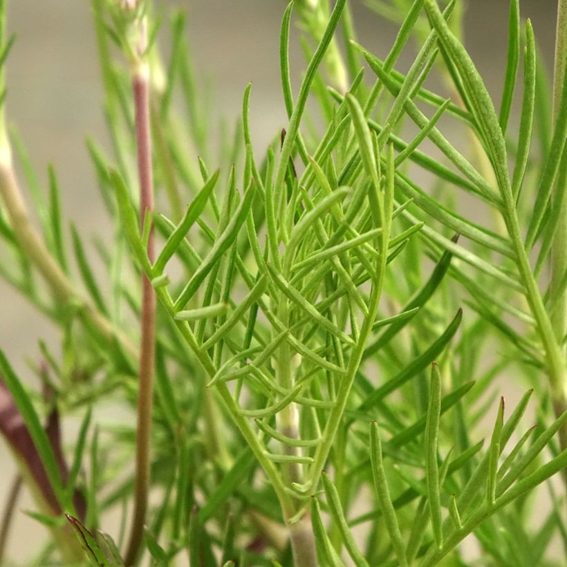 Graue Skabiose - Scabiosa canescens (Foliage)