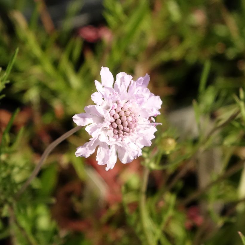 Graue Skabiose - Scabiosa canescens (Flowering)