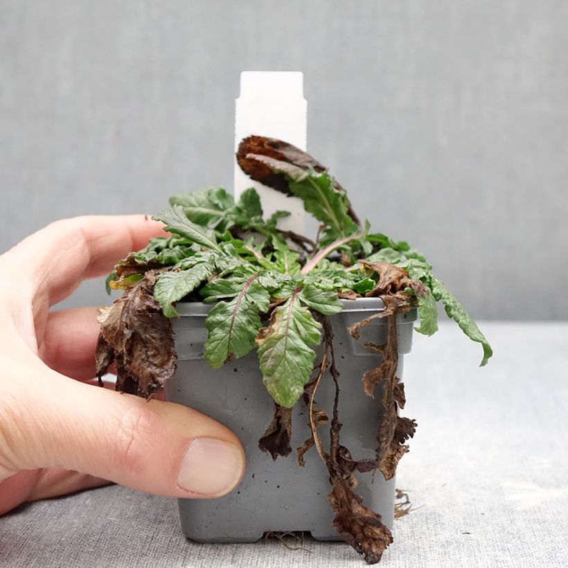 Exemplar von Scabiosa Nova Dew Drops - Scabieuse Kleine Töpfe von 8/9 cm wie im Winter geliefert