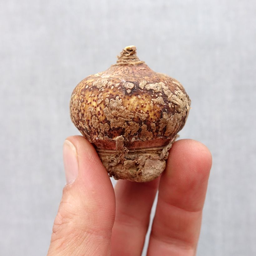 Exemplar von Scadoxus multiflorus subsp multiflorus - Blutblume Zwiebel Kaliber/Größe 16+ wie im Frühjahr geliefert