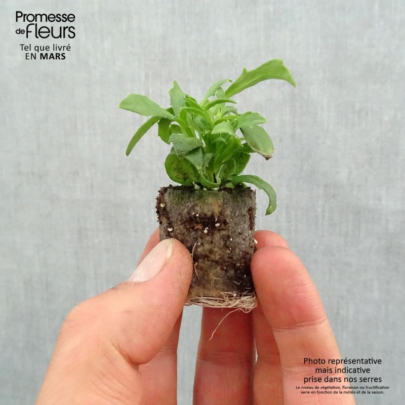 Example of Scaevola aemula Blue Touch - Blaue Fächerblume Mini-Plug Ø 3/4 cm as you get in printemps