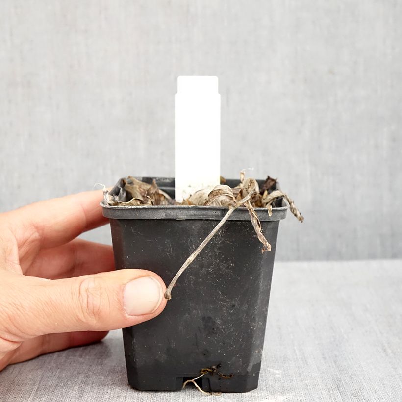 Exemplar von Polygonatum commutatum - Großes Salomonssiegel Kleine Töpfe von 8/9 cm wie im Herbst geliefert