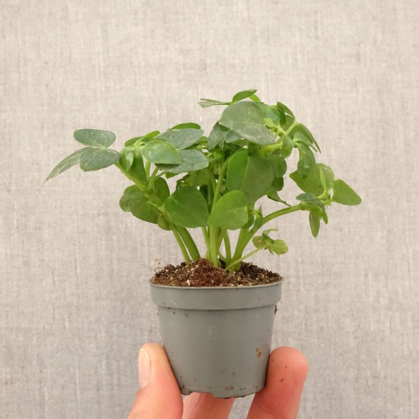 Exemplar von Schefflera arboricola - Kleine Strahlenaralie Mini-Pflanze wie im Frühjahr geliefert