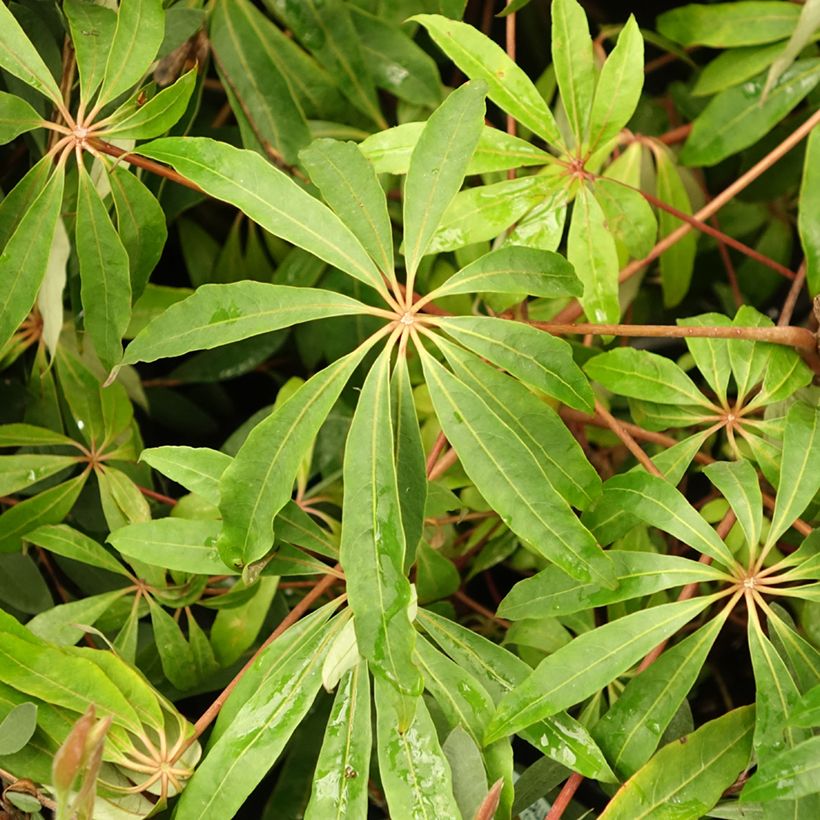 Schefflera taiwaniana - Alishan-Strahlenaralie (Foliage)