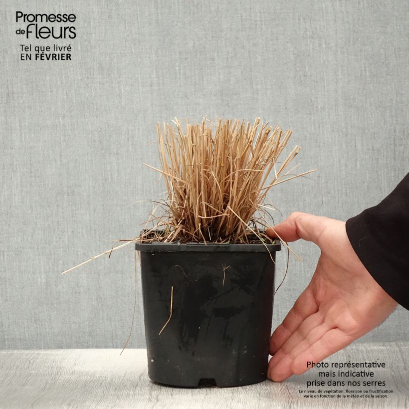 Exemplar von Schizachyrium Colorado - Herbe à balais Pot de 2L/3L wie im Winter geliefert