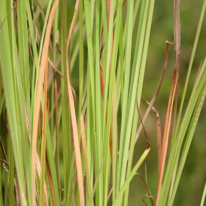 Schizachyrium scoparium Blaze - Blaugraues Präriegras (Foliage)