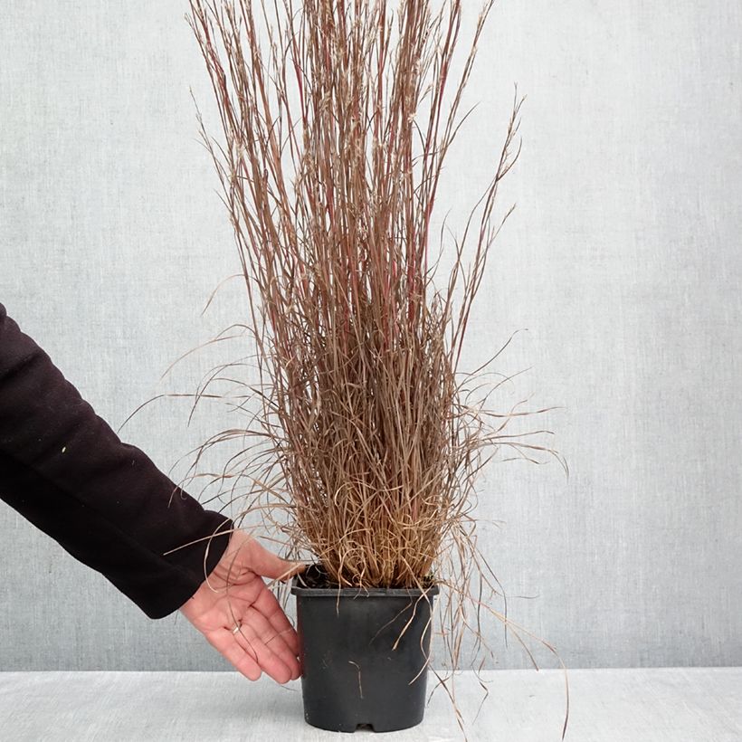 Exemplar von Schizachyrium scoparium Chameleon - Blaugraues Präriegras Topf mit 2L/3L wie im Herbst geliefert