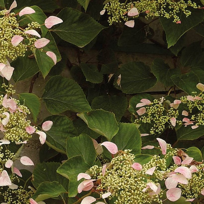 Schizophragma hydrangeoides Rose Sensation - Spalthortensie (Foliage)
