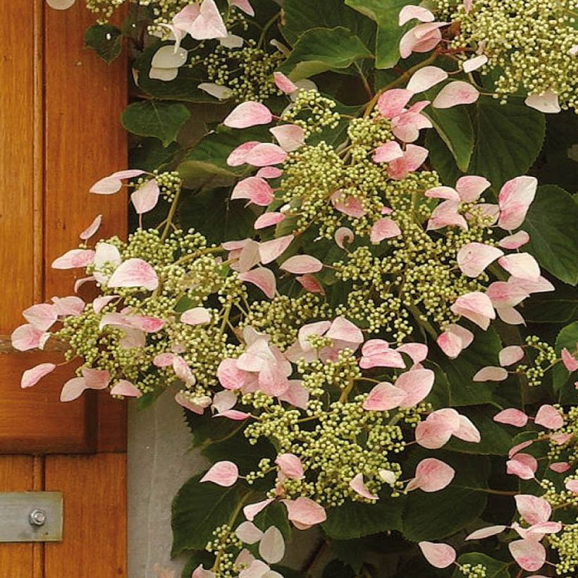 Schizophragma hydrangeoides Rose Sensation - Spalthortensie (Flowering)