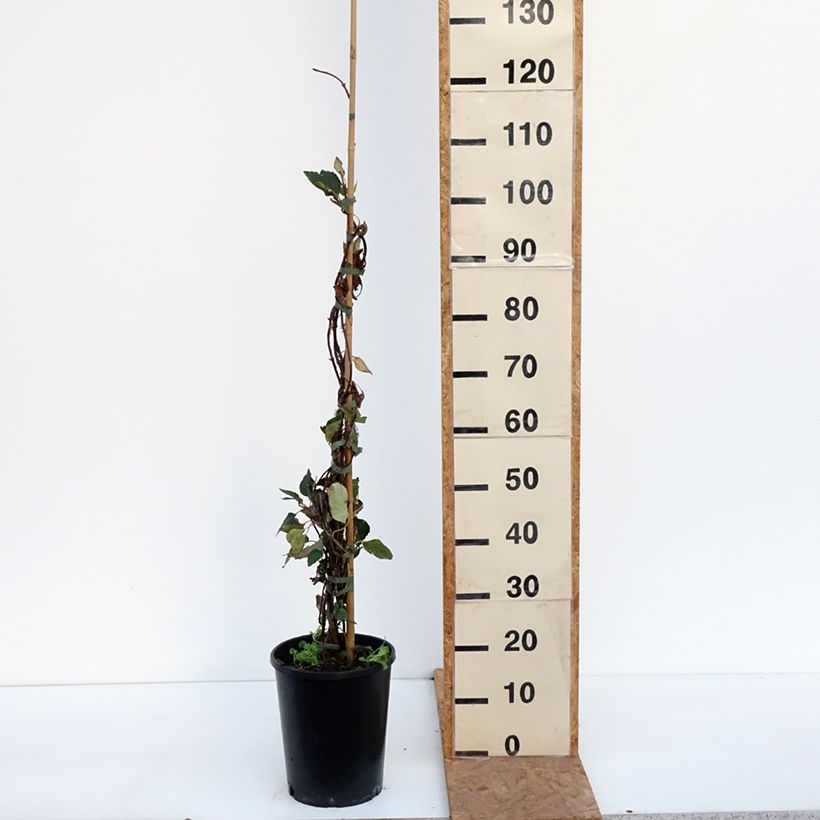 Example of Schizophragma hydrangeoides Rose Sensation - Spalthortensie Topf mit 6L/7L as you get in automne