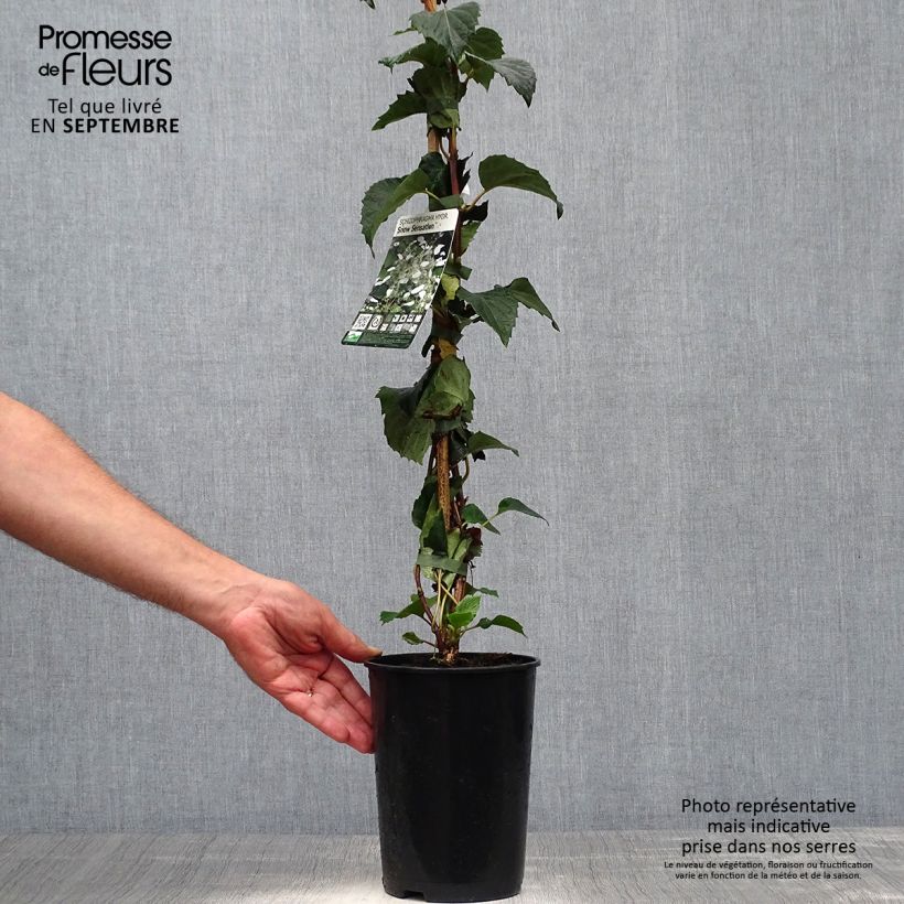 Exemplar von Schizophragma hydrangeoides Snow Sensation - Faux hortensia grimpant Pot de 3L/4L wie im Herbst geliefert