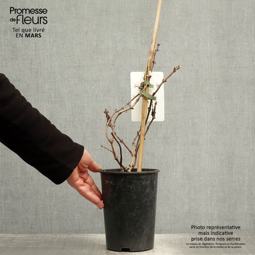 Example of Schizophragma hydrangeoides Snow Sensation - Spalthortensie Topf mit 3L/4L as you get in printemps