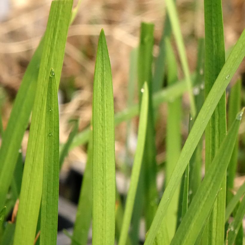 Schizostylis coccinea - Spaltgriffel (Laub)