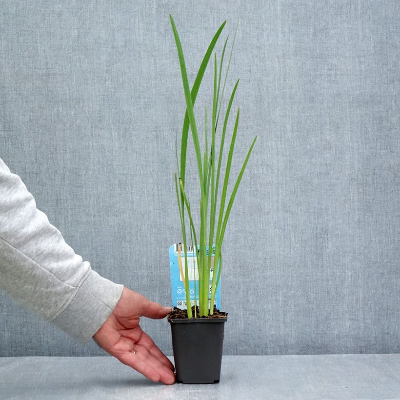 Exemplar von Schizostylis coccinea - Spaltgriffel Kleine Töpfe von 8/9 cm wie im Sommer geliefert