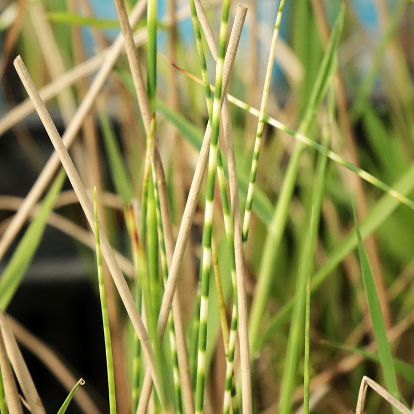 Schoenoplectus lacustris subsp tabernaemontani Zebrinus - Salz-Teichbinse (Foliage)