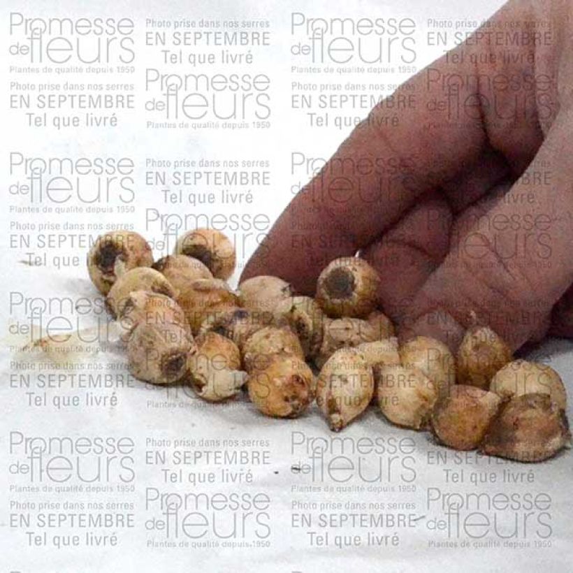 Beispiel eines Exemplars von Scille bifolia Bulbe calibre 4+ wie geliefert