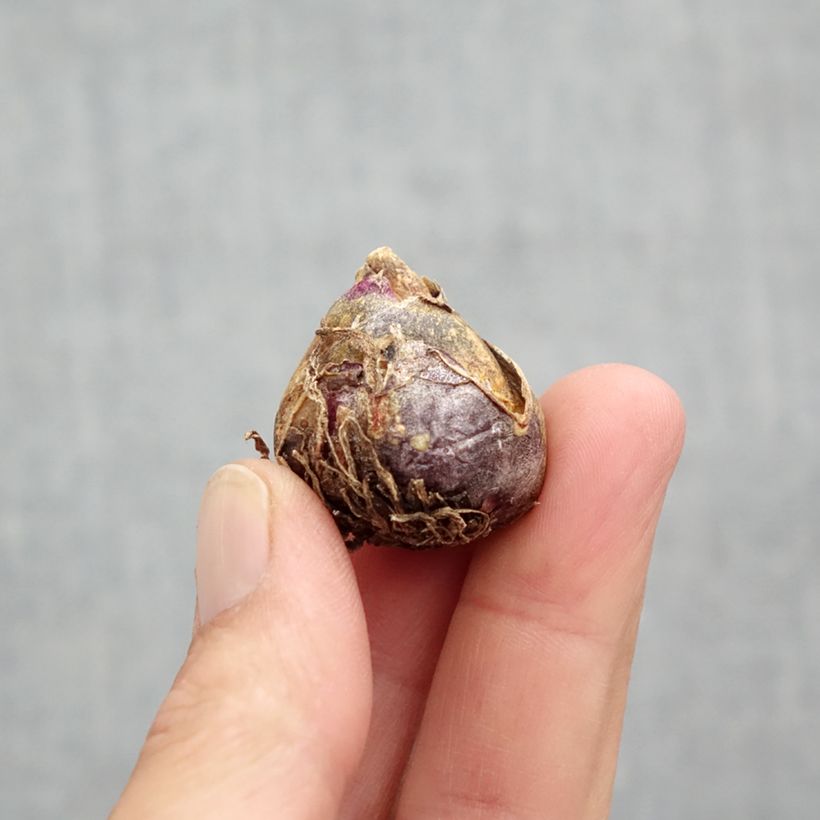 Exemplar von Scilla siberica Spring Beauty - Meerzwiebel Zwiebel Kaliber/Größe 9+ wie im Frühjahr geliefert