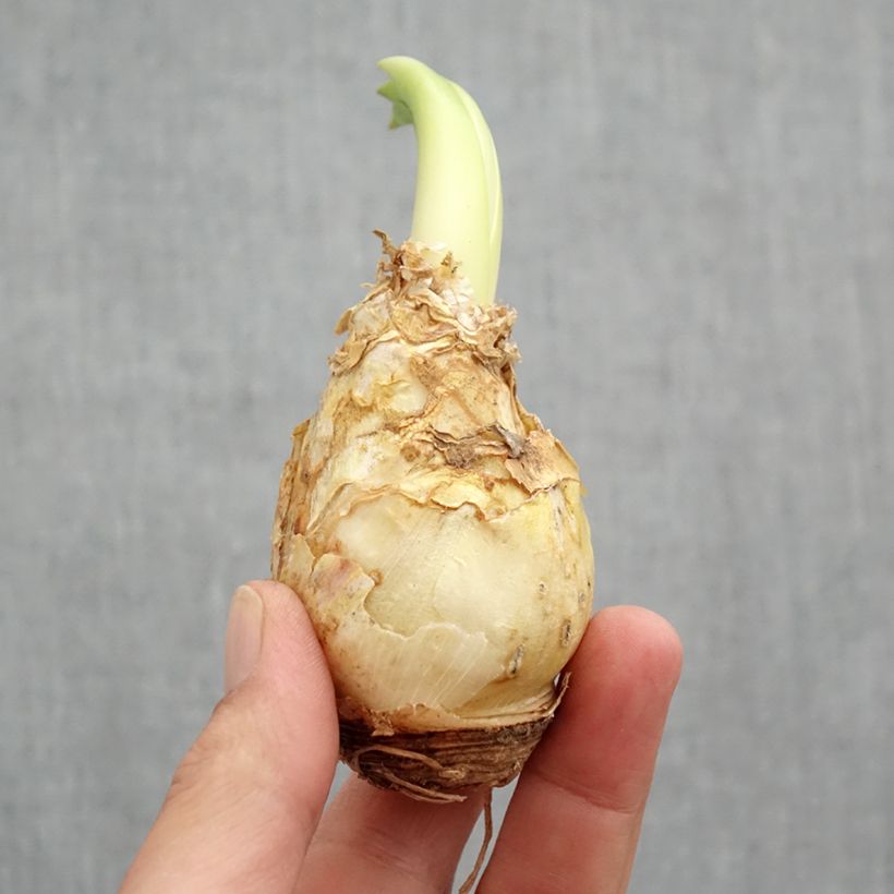 Exemplar von Scilla peruviana White Moon - Meerzwiebel Zwiebel Kaliber/Größe 16+ wie im Frühjahr geliefert