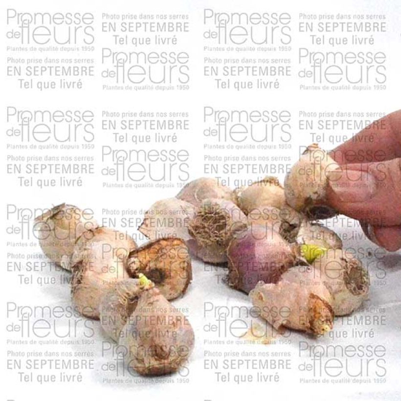 Beispiel eines Exemplars von Scille de Sibérie - Scilla siberica Alba Bulbe calibre 8+ wie geliefert