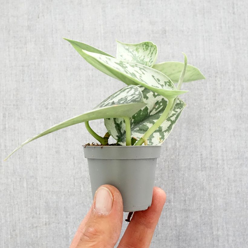 Example of Gefleckte Efeutute - Scindapus pictus Mini-Pflanze as you get in printemps